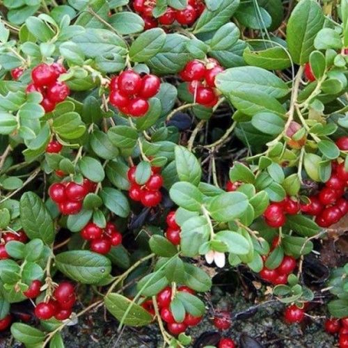 Брусника Линнея