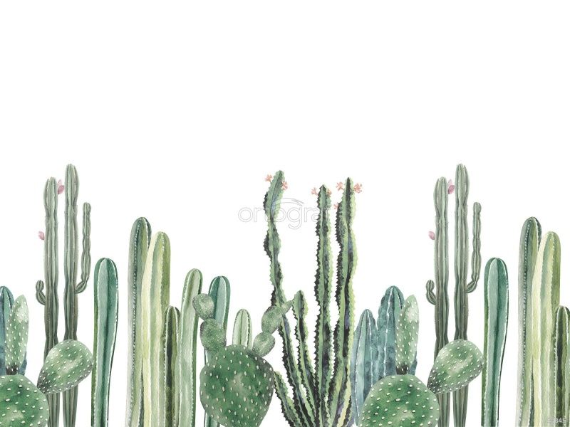 Cactus Watercolor Art.34345