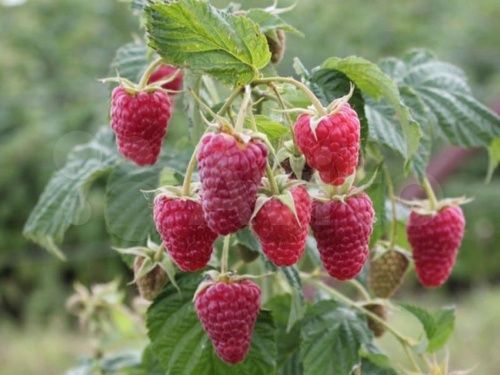 Малина Награда