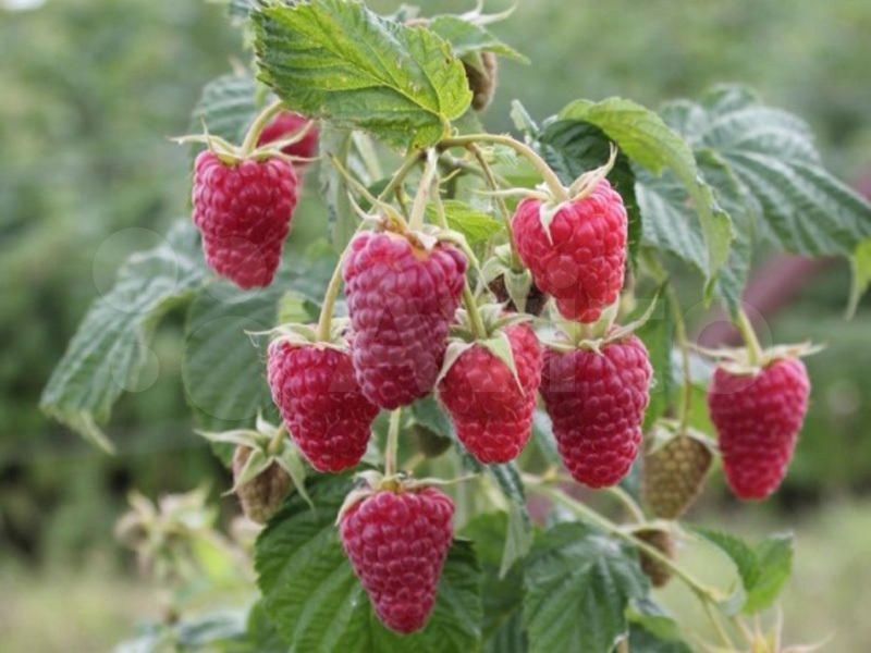 малина награда Малина Награда