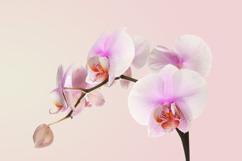 Фреска Орхидея бело-розовая