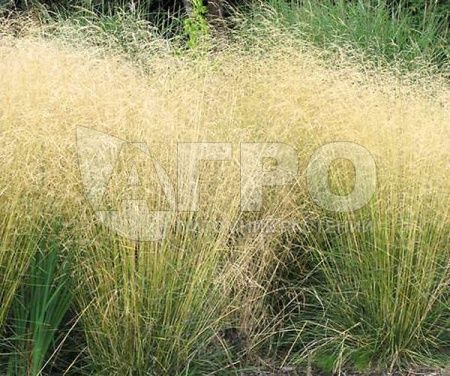 Щучка дернистая 'Goldschleier' (С2-С3)