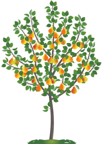 Груша Рогнеда